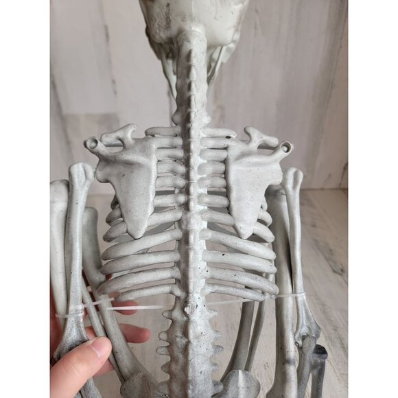 Skeleton prop bone hanging Halloween home decor skull scary - Picture 11 of 12